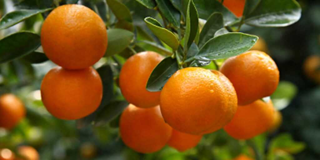 Mandarine pomažu kod: Kancera, upala, osteoporoze, štite srce, otapaju višak kilograma…