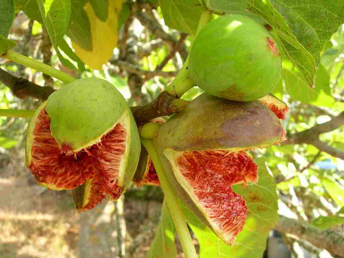 Ako ste dosad uživali samo u dobrobitima sočnih i slatkih plodova smokve (lat. Ficus carica), predlažemo vam da iskoristite i ljekovita svojstva njezinih listova. Nutritivna svojstva i dobrobiti Listovi smokve obiluju antioksidansima i vlaknima. Među ostalim, sadrže vitamine A, B1 i B2 te minerale kalcij, željezo, mangan, fosfor, kalij i natrij. Premda se plodovi ne preporučuju dijabetičarima zbog visokih razina šećera, smokvin list itekako je zdrav i koristan upravo za ovu skupinu ljudi jer pomaže u regulaciji razina šećera u krvi. Dobra je vijest i ta da konzumacijom čaja možete čak i prevenirati dijabetes jer ćete povećati osjetljivost na inzulin. Smokvini listovi osobito se preporučuju za tegobe urinarnog i probavnog trakta. Njihova konzumacija pomaže sniziti visoki tlak i razine triglicerida u krvi, čime pruža dodatnu zaštitu srcu i krvnim žilama. She Was A New Passion For Young Money Boss Lil Wayne Limelight Media One Thing We Didn't Expect To Hear About These Two Limelight Media Discover The Hidden Truth About La’Tecia Thomas Limelight Media A Transgender Couple In India Surrounded By Major Controversy Limelight Media Premda je određena razina triglicerida nužna za dobro zdravlje, višak triglicerida u organizmu znatno povećava rizik od pretilosti i srčanih oboljenja. Upravo smokvin list pomaže u njihovu snižavanju i regulaciji. Dobrobiti smokvina lista: regulira razine šećera u krvi pomaže mršavljenju stabilizira krvni tlak snižava trigliceride osnažuje kosti pomaže kod kožnih oboljenja pomaže kod anemije ublažava tegobe čira na želucu sprečava zatvor unapređuje zdravlje srca i krvnih žila pomaže kod afti Koristiti možete listove zelene i crne smokve, jednako su ljekoviti. Osim što od njih možete pripremati čaj, listove možete i žvakati, što je odlično kod čira na želucu. Sušenje listova U kasno proljeće, ljeto ili jesen otrgnite sa stabla zdrave i čitave smokvine listove te ih rasporedite po površini na kojoj ćete ih sušiti. Sušite ih u sjeni, na tamnom i prozračnom mjestu. Možete ih također i svezati u svežanj pa objesiti na povišenome mjestu. Da su listovi suhi, znat ćete po tome što su se skvrčili i mrve se pod prstima kad ih stisnete. Kako bi se brže osušili, možete ih prije sušenja i malo narezati. Kad se osuše, smrvite ih pa pohranite u staklenku s poklopcem. Čaj od smokvina lista U zdravstvene svrhe, čaj od smokvina lista preporučuje se piti oko mjesec dana svaki dan, a zatim pauzirati nekoliko tjedana kako bi ponovna konzumacija imala jednako snažno ljekovito djelovanje. Justin Trudeau's Wife's Isn't Keeping Silent Anymore Limelight Media Kate Middleton's Worst Fashion Controversy Has Just Resurfaced Limelight Media The Secret Appeal Of Curvy Women - That's Why Men Can't Resist! Herbeauty Get To Know The Woman With The World's Biggest Lips Limelight Media Pomoć kod dijabetesa 2 žličice osušenih listova smokve prelijte šalicom (200 ml) kipuće vode. Pokrijte i ostavite da odstoji 10-15 minuta. Zatim procijedite. Svako jutro popijte jednu šalicu ovog čaja uz doručak. Pomoć kod čira na želucu i afti u usnoj šupljini Svaki dan dobro prožvačite po 2 nježnija smokvina lista te ih progutajte. Osim što će pomoći kod čira, osvježit će vaš dah i ublažiti neugodne afte. Pomoć kod bronhitisa Prokuhajte 3 smokvina lista u vodi s malo smeđeg šećera pa popijte. Osim kod dijabetesa, čira, afti i bronhitisa, čaj se preporučuje piti i za bolje zdravlje srca, snižavanje krvnog tlaka te kao pomoć u liječenju karcinoma i anemije. Kulinarske ideje Postoje zapisi o tome da su naši davni preci još u 3. stoljeću pr. Kr. u smokvine listove umatali svoju hranu. U ulozi tortilje ili omota: list smokve prokuhajte u lagano posoljenoj vodi 15-ak minuta pa ga iskoristite kao omot ili prirodnu tortilju koju ćete nadjenuti rižom, povrćem, gljivama i sl. Kao dodatak povrtnom varivu: smokvin list možete dodati u povrtno varivo te ga izvaditi pred sam kraj kuhanja ili pirjanja. Tako ćete prizvati dašak Mediterana na svoj stol. Izvor: alternativa-za-vas