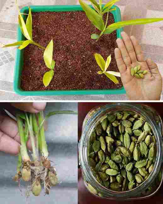 Maintain a consistent humidity level by misting the plants regularly. Protect the plants from cold drafts and temperatures below 50°F (10°C). Growing cardamom from seeds in containers can be a slow but fulfilling process. With proper care, patience, and attention to its specific requirements, you can enjoy the delight of harvesting your own fresh cardamom pods for culinary use.