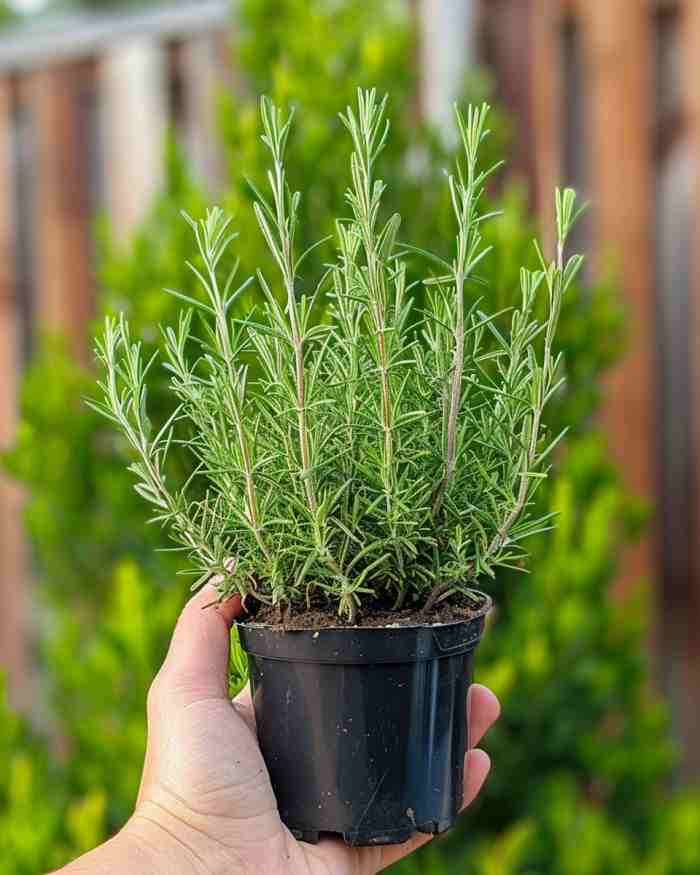 Want lush rosemary? Try this gardener’s trick for making it last over 10 years