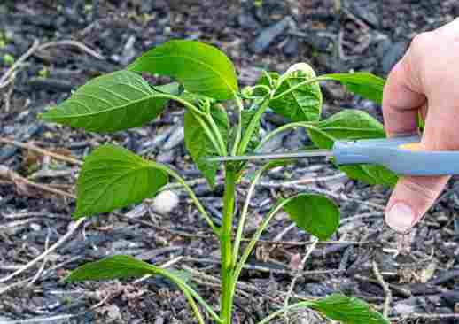 Why You Need to Top Your Pepper Plants & How to Do It