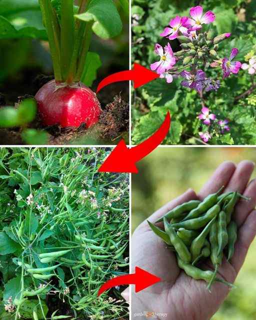 Unlocking the Delights of Radish Pods: From Single Radish to Abundant Harvest