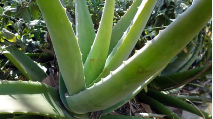 Kada vidite šta Aloe Vera radi vašem tijelu shvatit ćete zašto su je Egipćani zvali biljka besmrtnosti!