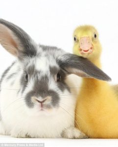 “From Quacking Ducks to Wagging Tails: Why Rabbits, Cats, and Dogs Are the Ultimate Pet Buddies”