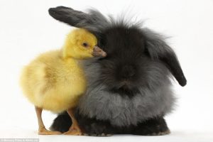 “From Quacking Ducks to Wagging Tails: Why Rabbits, Cats, and Dogs Are the Ultimate Pet Buddies”