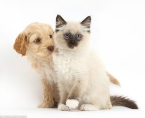 “From Quacking Ducks to Wagging Tails: Why Rabbits, Cats, and Dogs Are the Ultimate Pet Buddies”