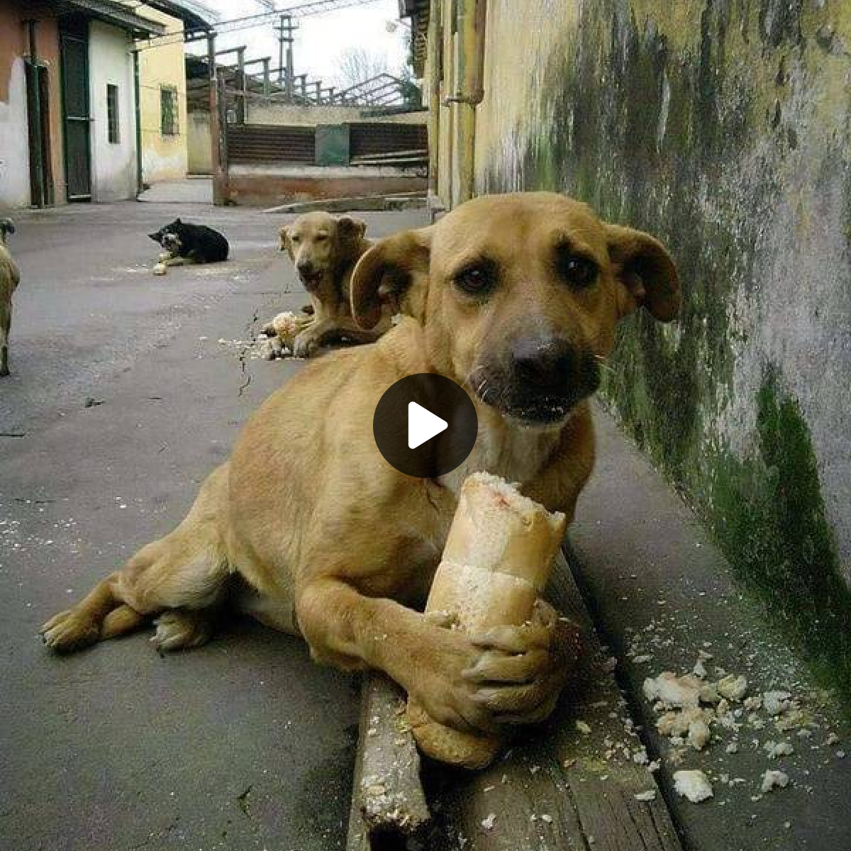 In this heartwarming moment, a starving, homeless dog finds not only nourishment for its body but also a balm for its soul. The passerby, in extending a simple gift of bread, becomes an unwitting hero, igniting a ripple effect of compassion that touches the hearts of millions and prompts reflections on the power each one of us holds to make a difference in the lives of those who need it most.