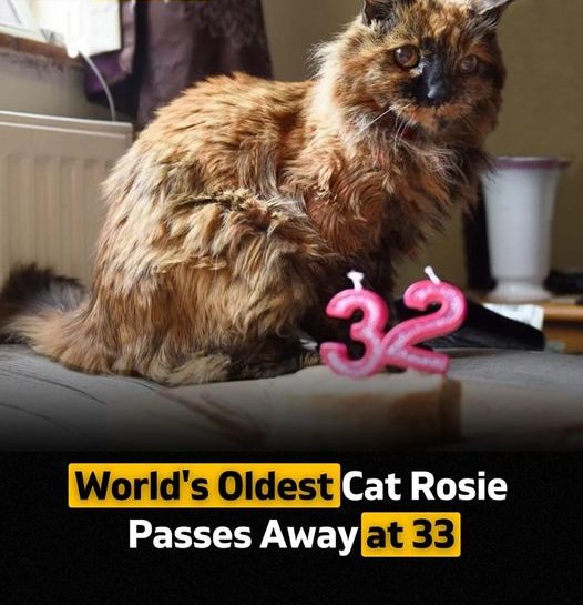 The world's reportedly oldest cat, Rosie, passed away at the age of 33 at her owner's home in the UK. Born on June 1, 1991, Rosie had reached the remarkable milestone this year. Although unofficially recognized as the oldest cat, Guinness World Records lists a 28-year-old British cat named Flossie as the official record holder for the oldest cat. Rosie's remarkable longevity has garnered international attention, despite not being officially recognized by the record books.