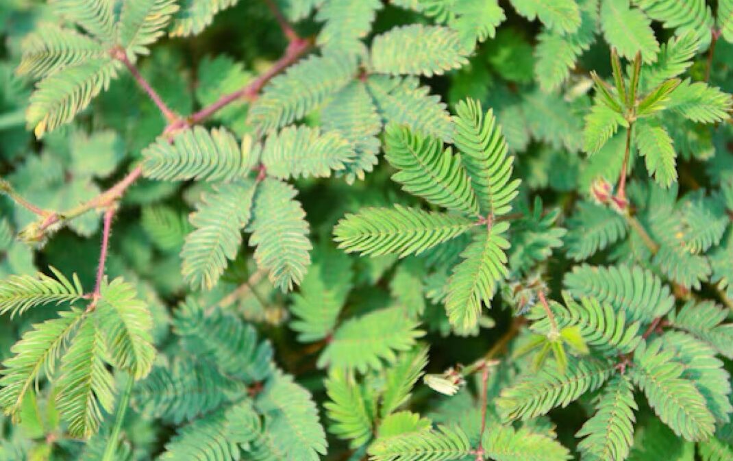 The Healing Power of Mimosa Pudica: 10 Health Benefits and How to Use This Amazing Plant