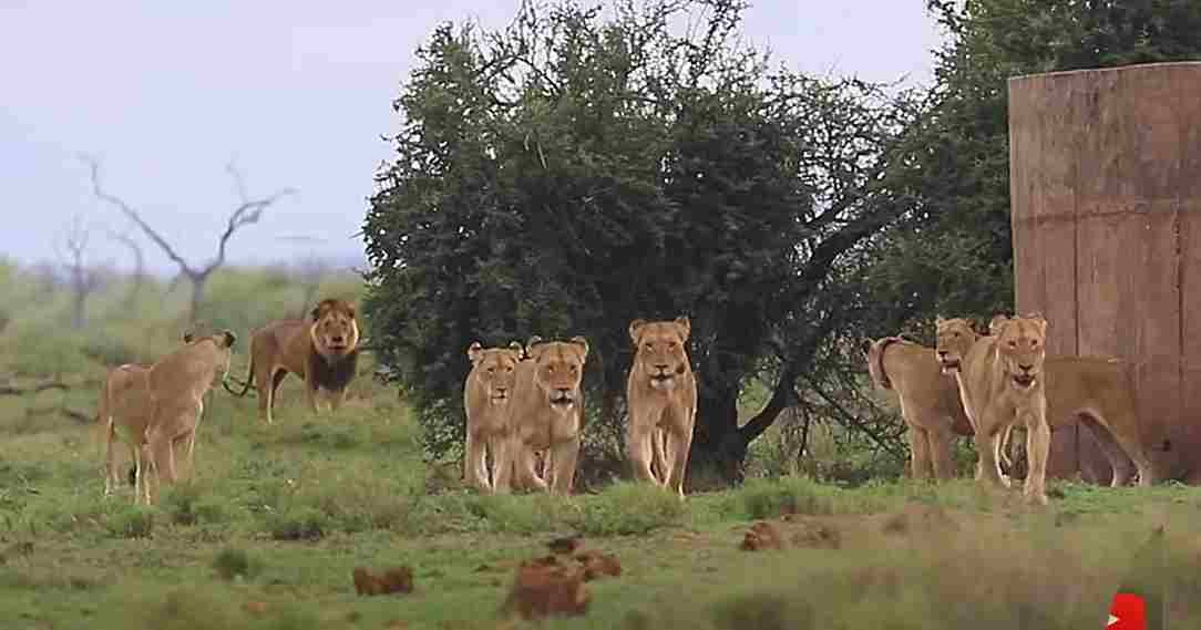 Male Lions Chase Satara Lion Pride | Kruger National Park(Video)