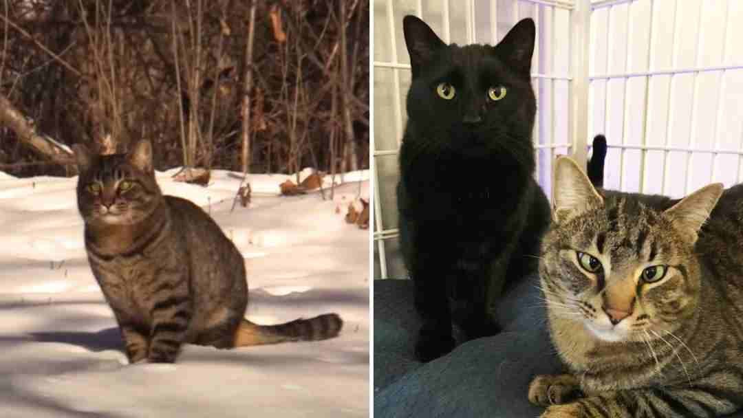 Kind Rescuers Gave Two Stray Illinois Cats A Warm Home Just In Time Before Winter Took Its Toll