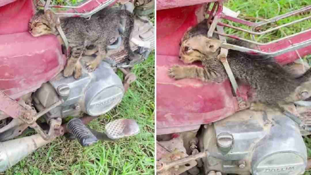 Kitten Remains Trapped In Motorcycle Frame For Hours As Every Rescue Attempt Falls Short