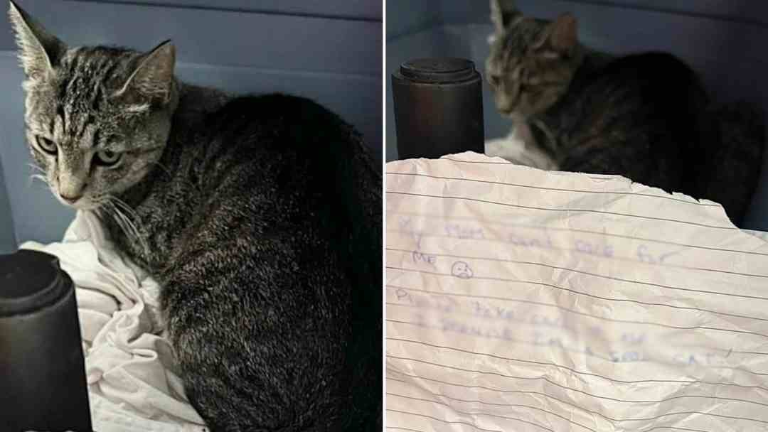 Poor Cat Huddled In A Corner Of The Crate Left At LA Shelter With A Heart-Wrenching Note