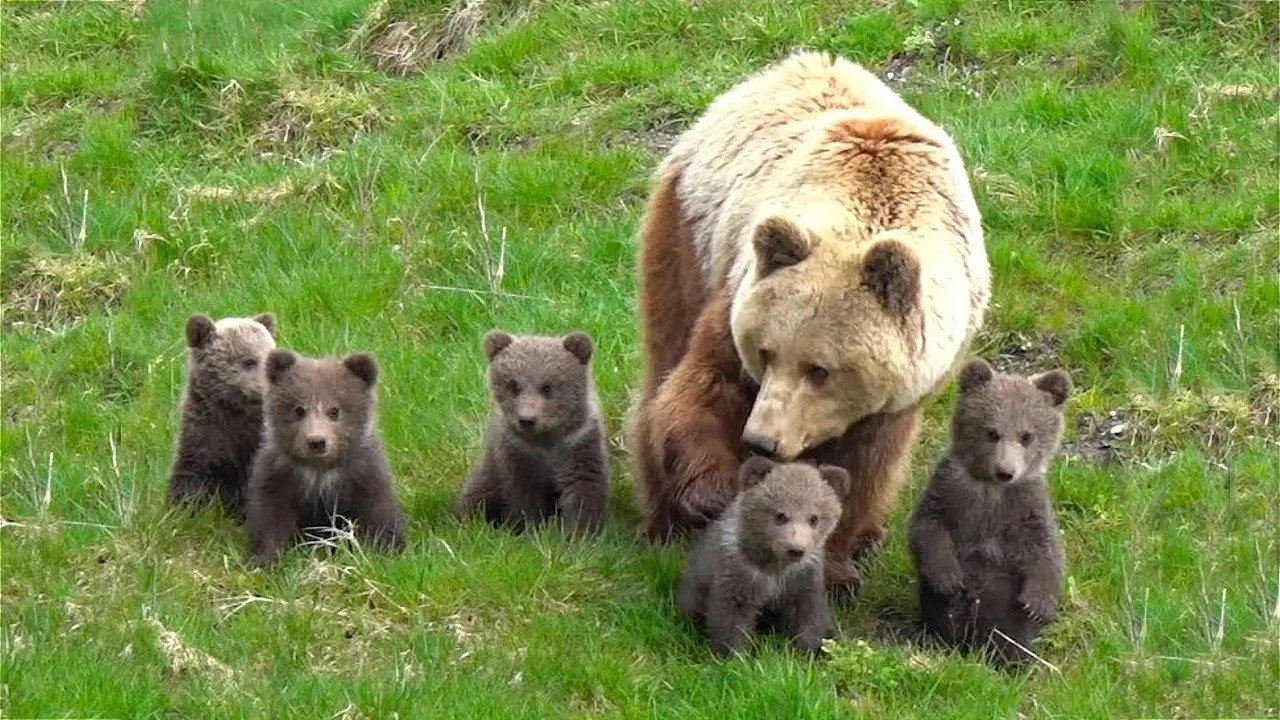 3months old, 5 Bear cubs allow outside den for first time | So adorable(Video)