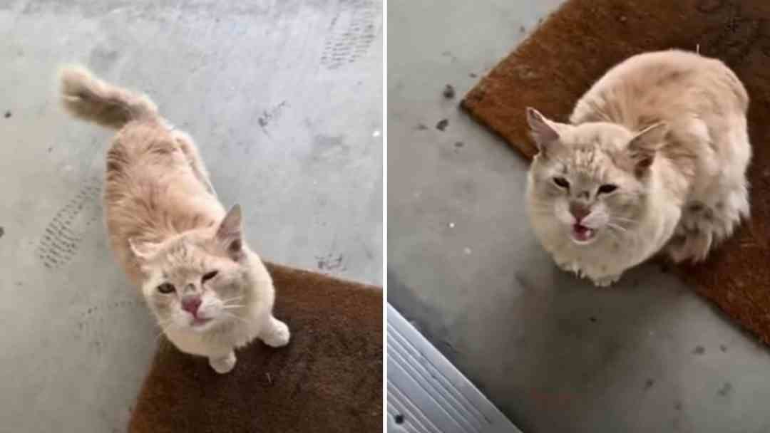 Woman Hears A Strange Cry Outside Her Door And Finds A Heartbroken Cat Begging For Love