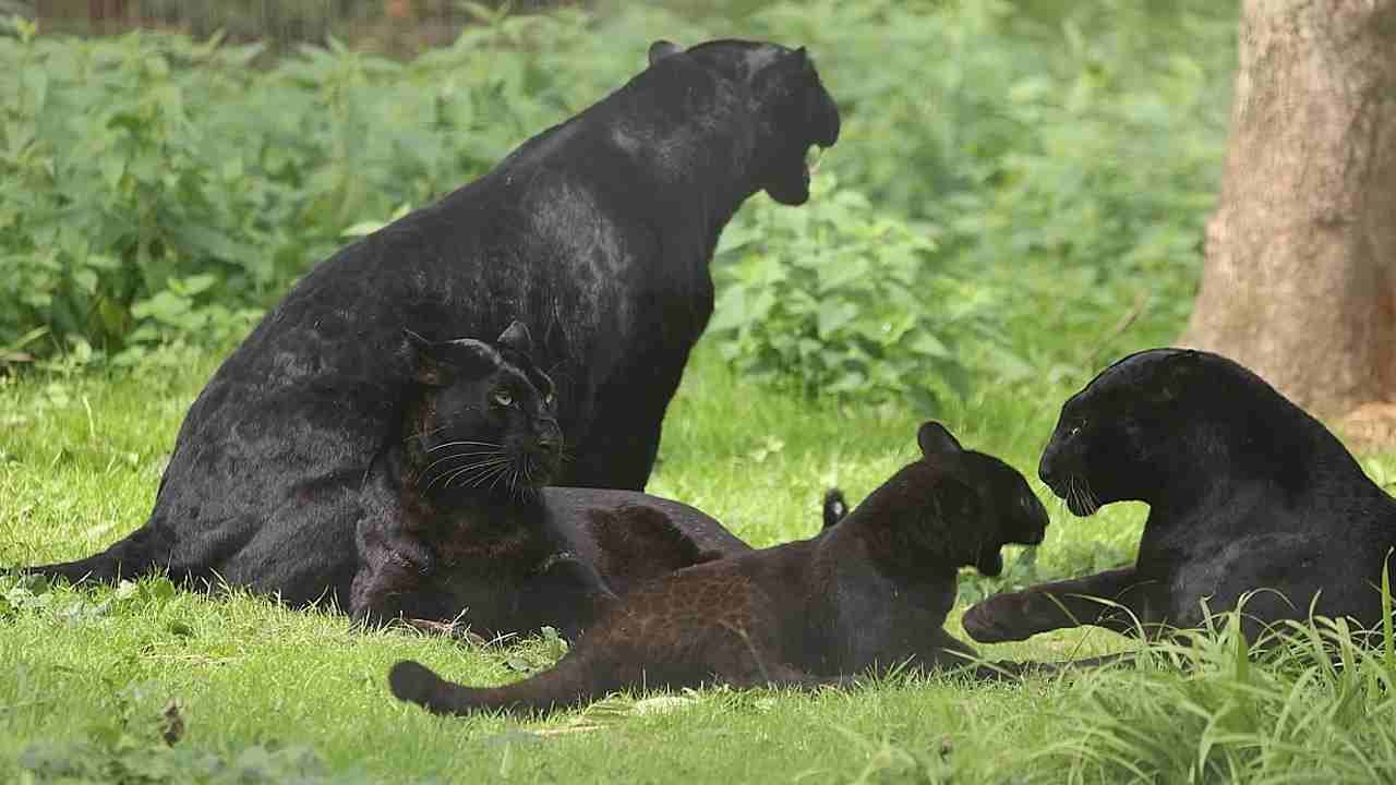 Rare Black Leopard Daddy have a big meeting with family (Video)