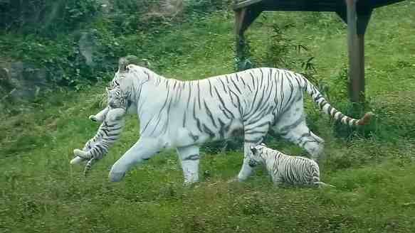 White tiger mom try to catch her curious tiger cubs | So cute (Video)