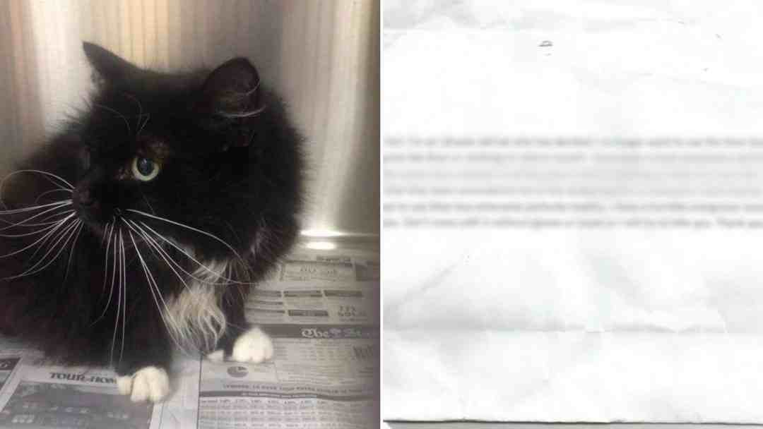 18-Year-Old Cat Abandoned At South Carolina Shelter With A Devastating Note