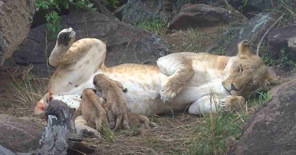 Just 3 hours old Lion cubs in wild, Masai Mara (watch till the end)(Video)