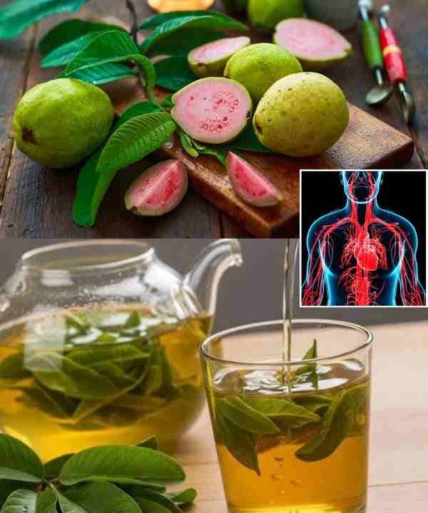 15 Incredible Benefits of Guava Leaves You Need to Know