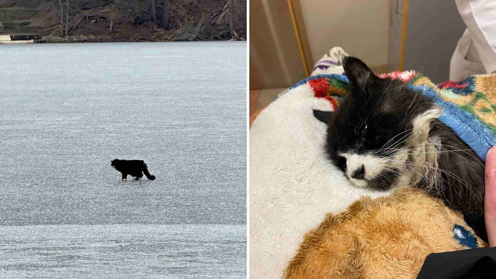 Blind 20-Year-Old Cat Pulled From Frozen Lake In Massachusetts Moments Before It Was Too Late