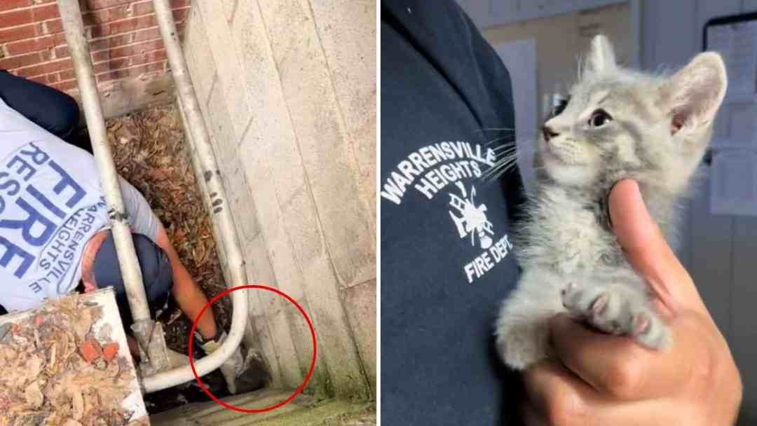 Ohio Fire Department Saves Kitten, But One Rescuer’s Decision Surprises Everyone