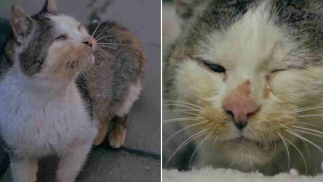 Malnourished Cat Trying His Best To Survive Starts Meowing At Woman Begging Her For Help