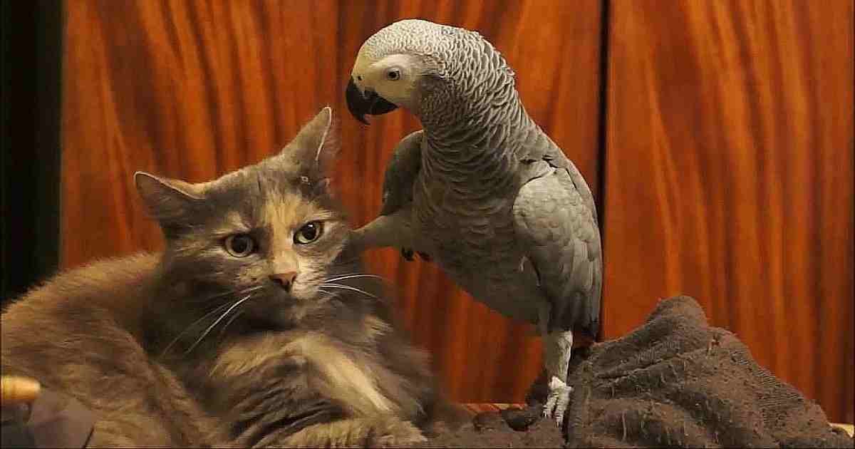 Parrot annoys cat(Video)