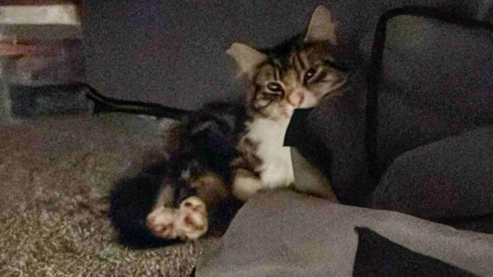 Woman Finds A Random Cat Hiding Under The Bed But The Real Surprise Was Yet To Come