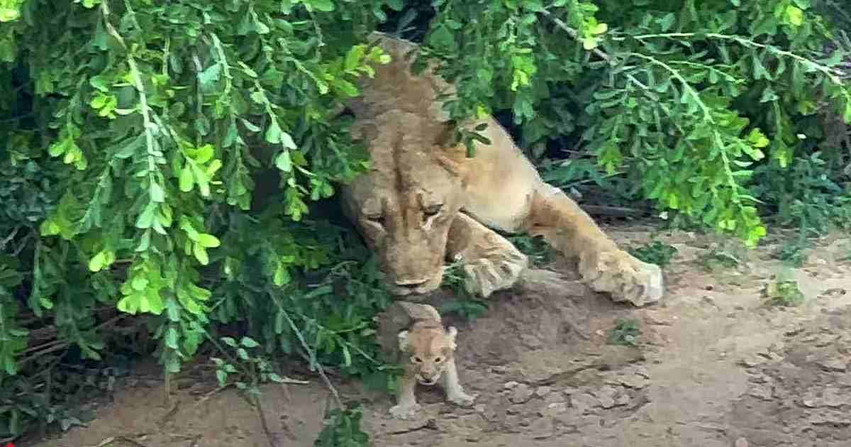 Lioness Reconsiders New Den and Carries Tiny Cub Back (Video)