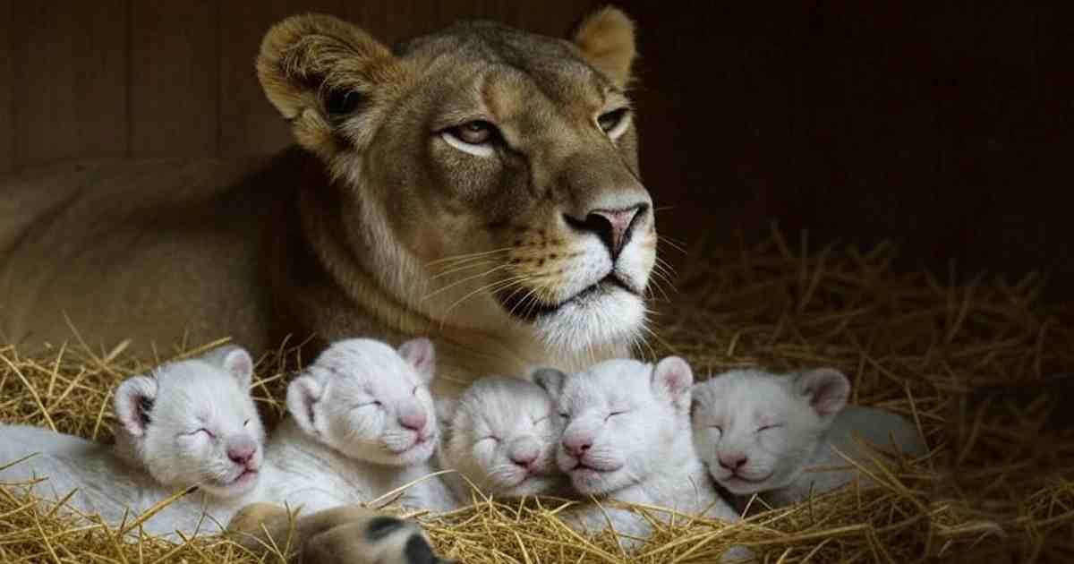 Extremely Rare ! 1days old, Five White lion cubs born at the Amnéville Zoo, Wild Cat(Video)