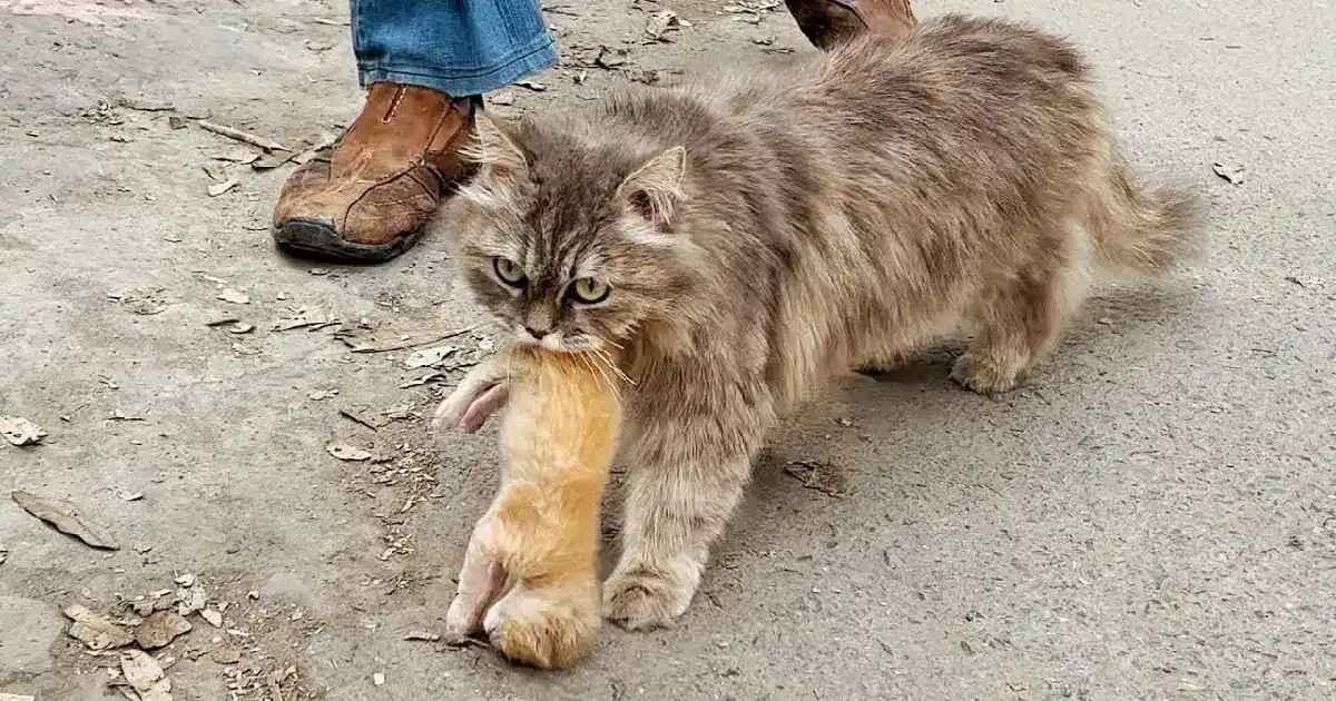 A mother cat brough her kitten to hooman (Video)