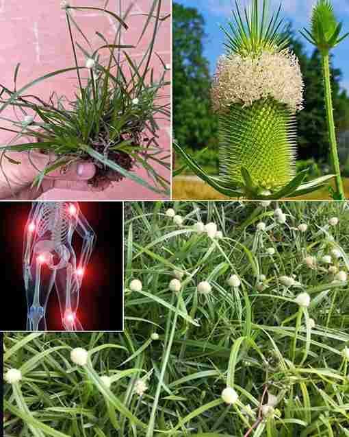 Kyllinga brevifolia (Rottb): prednosti i kako ga koristiti