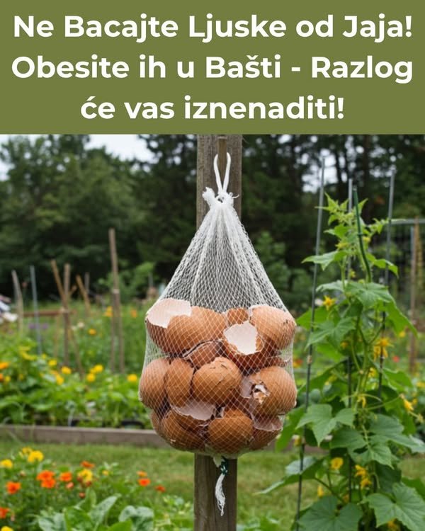Ne Bacajte Ljuske od Jaja! Obesite ih u Bašti – Razlog će vas iznenaditi!