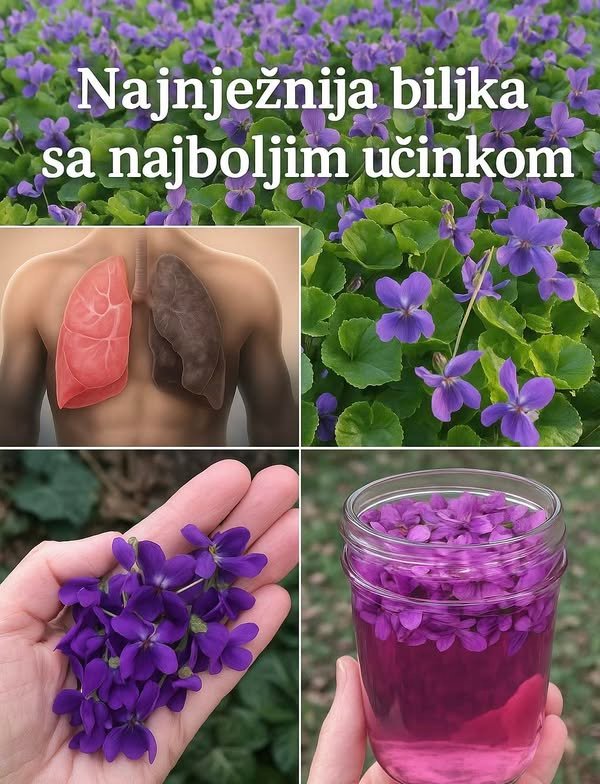 Slatka ljubičica – Najnježnija biljka sa najjačim učinkom