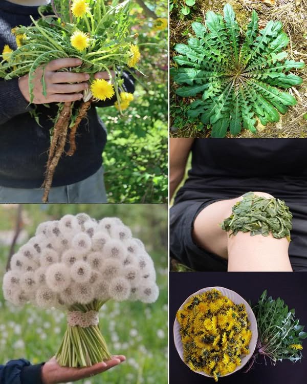 5 Zdravstvene prednosti i upotreba maslačka