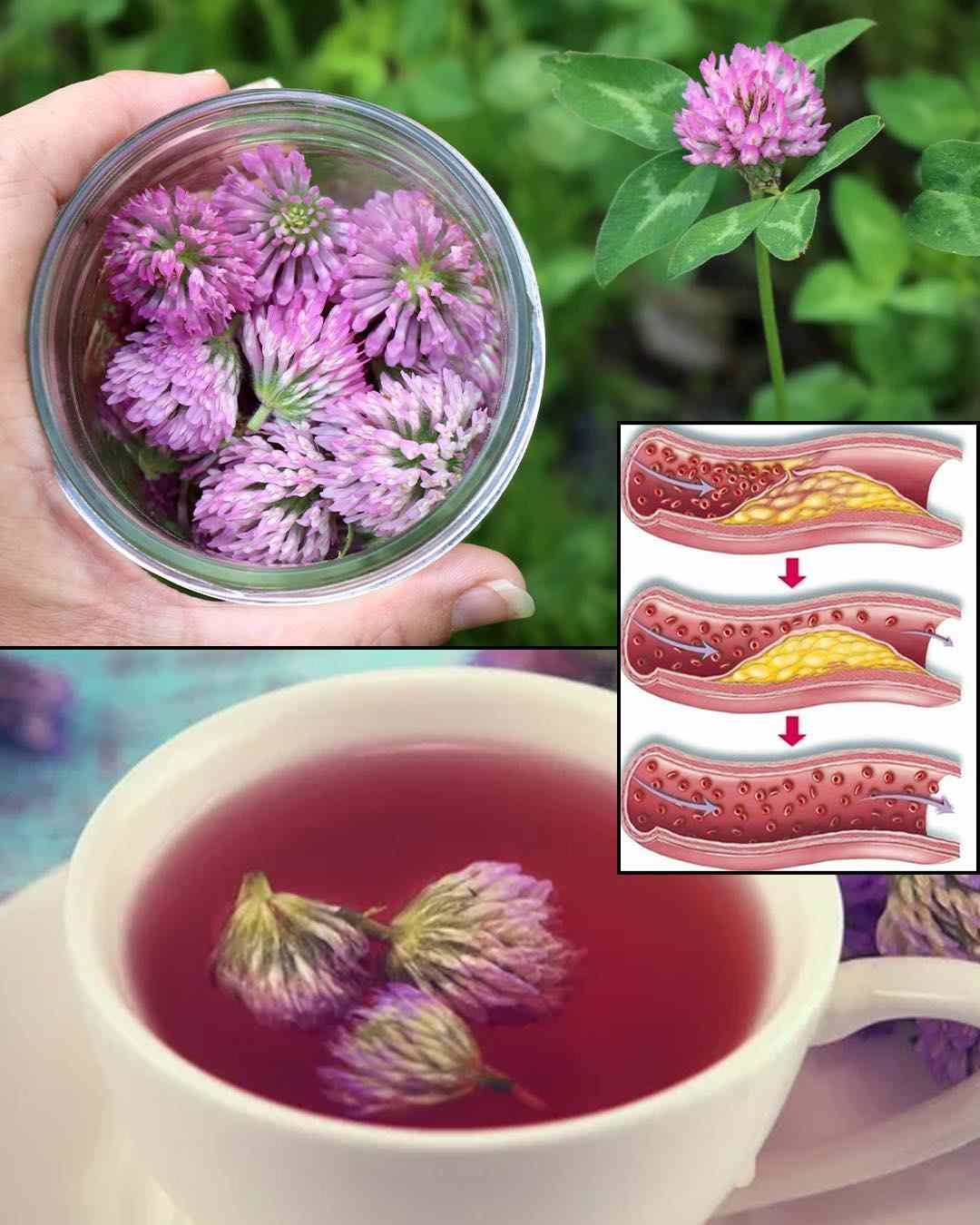 Crvena djetelina: 15 nevjerovatnih prednosti i kako koristiti ovu ljekovitu biljku