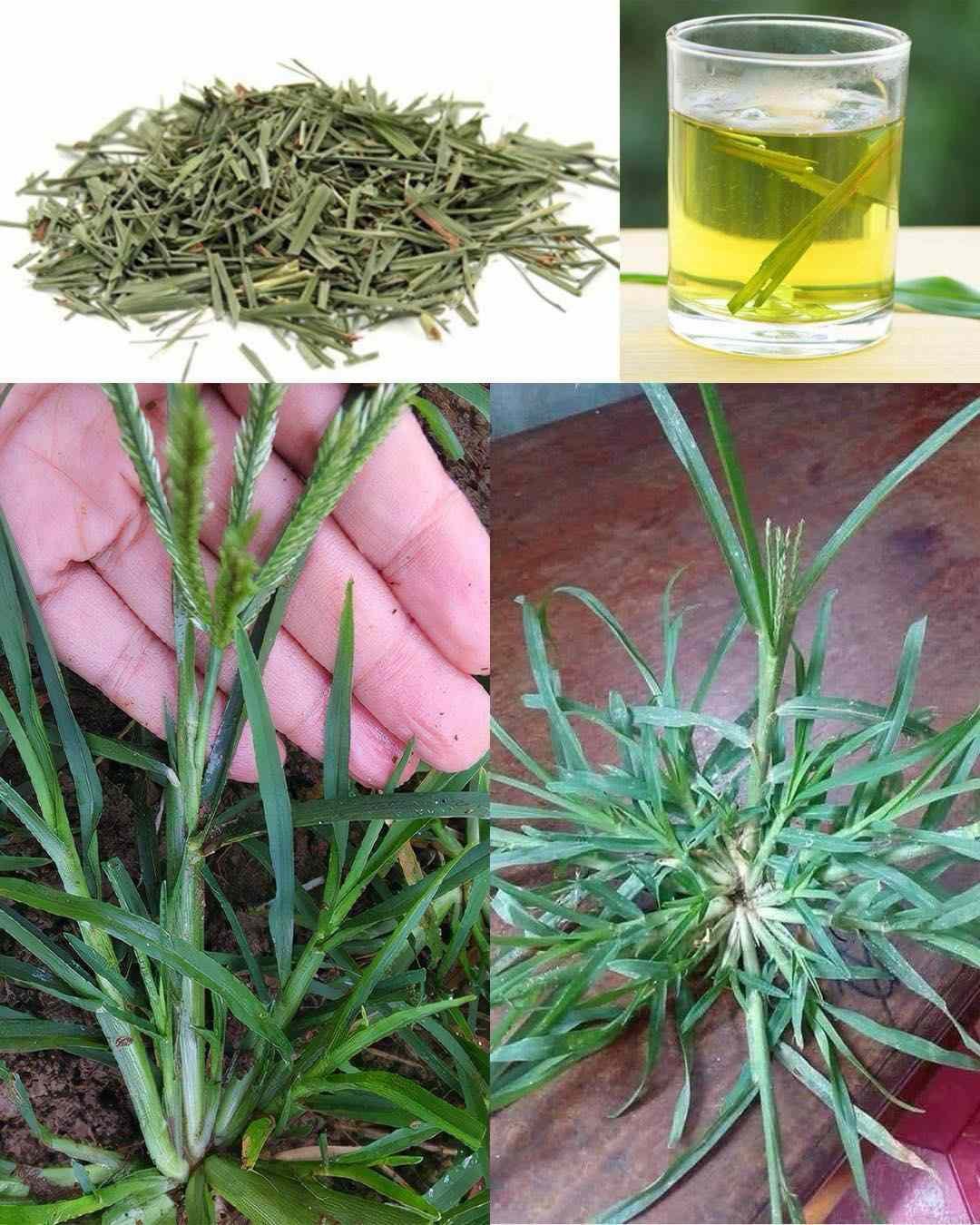 30 nevjerovatnih prednosti guščje trave (Eleusine indica)