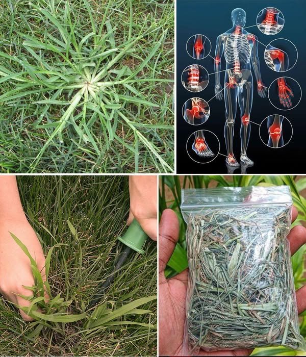 Crabgrass: uobičajena dvorišna biljka sa iznenađujućim zdravstvenim prednostima