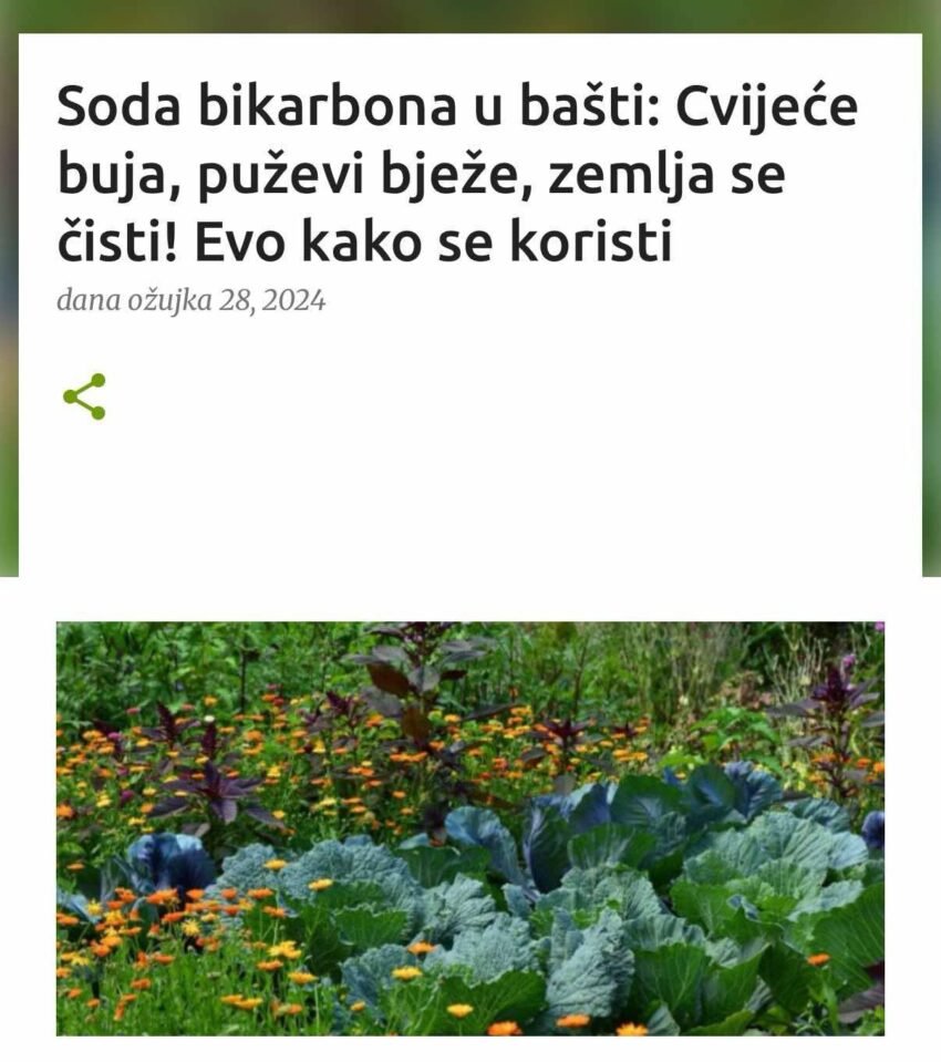 Soda bikarbona u bašti: Cvijeće buja, puževi bježe, zemlja se čisti! Evo kako se koristi