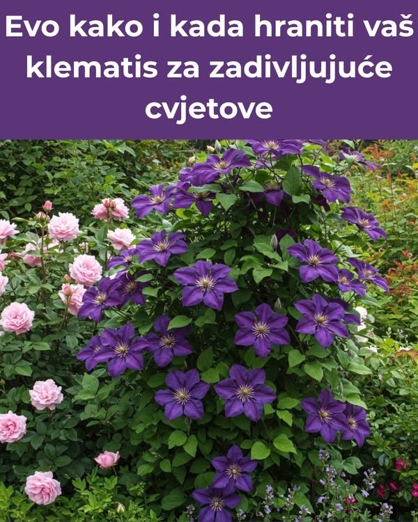 Evo kako i kada hraniti vaš klematis za zadivljujuće cvjetove