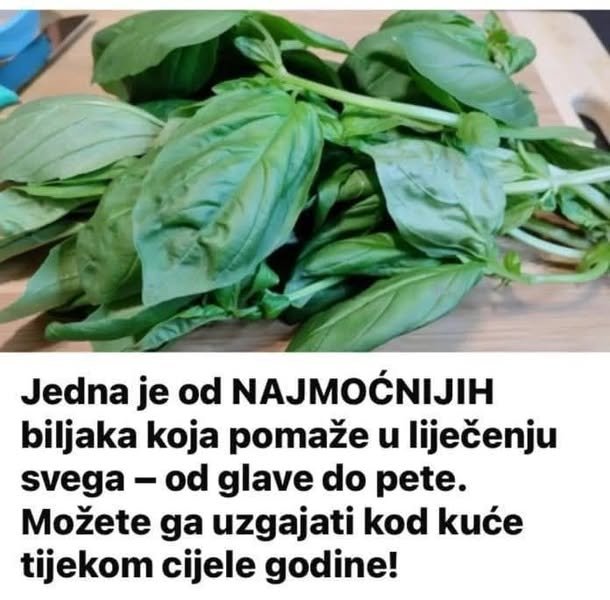 JEDNA OD NAJMOĆNIJIH BILJAKA ZA CIJELO TIJELO – OD GLAVE DO PETE!