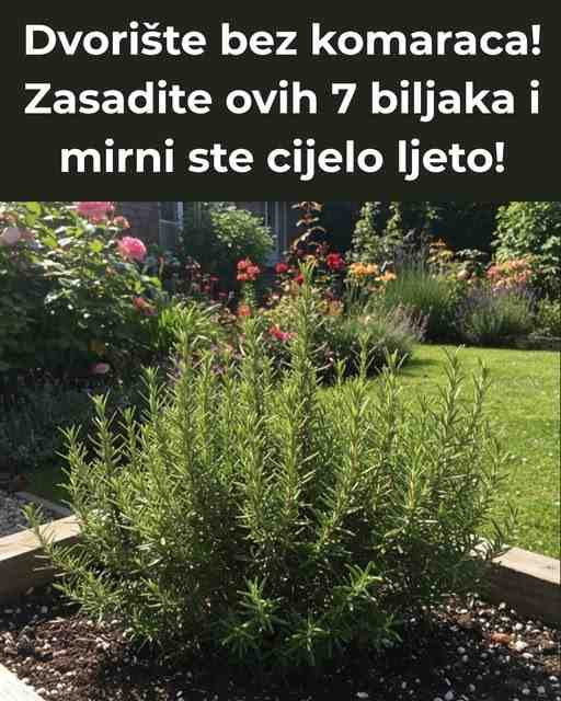 Dvorište bez komaraca! Zasadite ovih 7 biljaka i mirni ste cijelo ljeto!