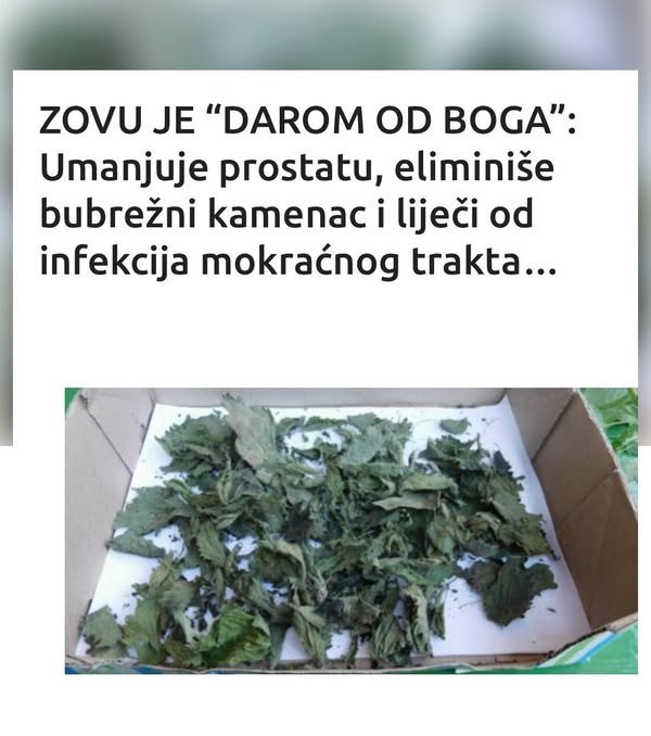 ZOVU JE “DAROM OD BOGA”: Umanjuje prostatu, eliminiše bubrežni kamenac i liječi od infekcija mokraćnog trakta…