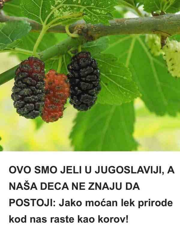 OVO SMO JELI U JUGOSLAVIJI, A NAŠA DECA NE ZNAJU DA POSTOJI: Jako moćan lek prirode kod nas raste kao korov!