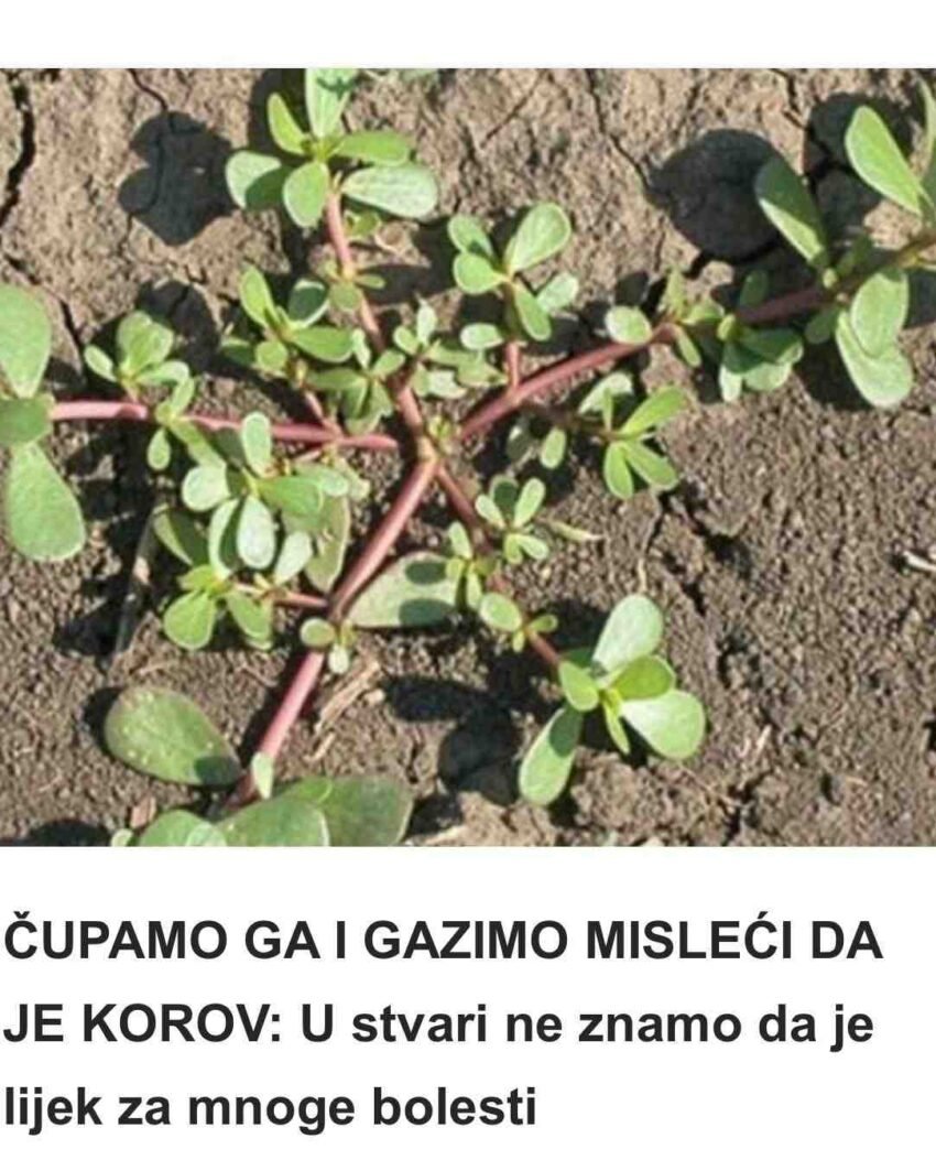 ČUPAMO GA I GAZIMO MISLEĆI DA JE KOROV: U stvari ne znamo da je lijek za mnoge bolesti