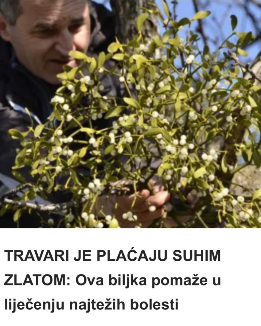 TRAVARI JE PLAĆAJU SUHIM ZLATOM: Ova biljka pomaže u liječenju najtežih bolesti