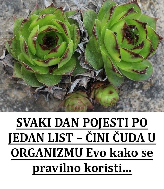 SVAKI DAN POJESTI PO JEDAN LIST – ČINI ČUDA U ORGANIZMU Evo kako se pravilno koristi…