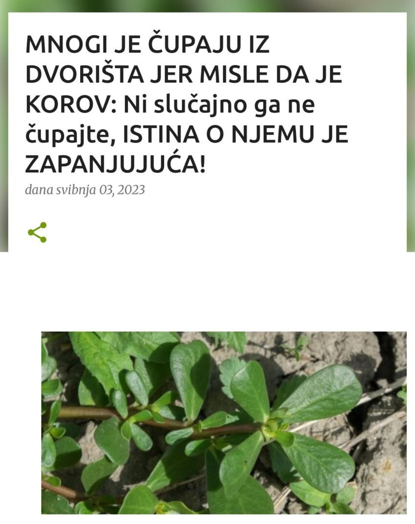 MNOGI JE ČUPAJU IZ DVORIŠTA JER MISLE DA JE KOROV: Ni slučajno ga ne čupajte, ISTINA O NJEMU JE ZAPANJUJUĆA!