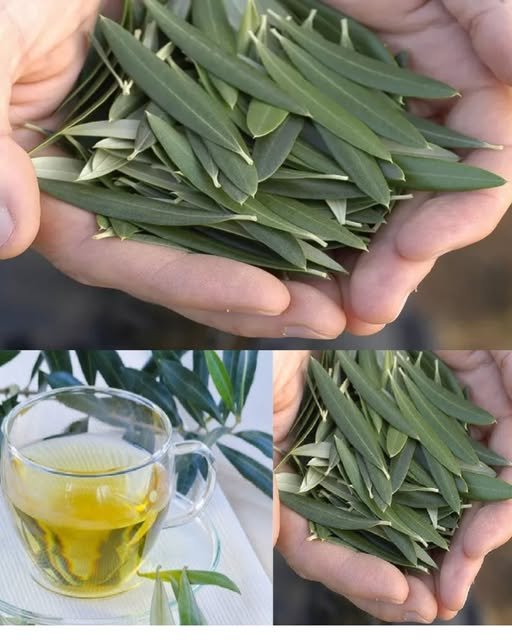 Čaj do listova masline